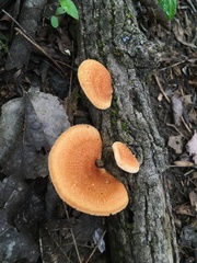 Neofavolus americanus