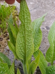 Symphytum