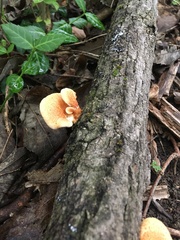 Neofavolus americanus