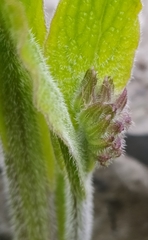Symphytum