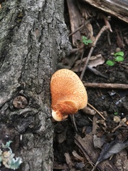 Neofavolus americanus