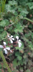 Pelargonium fragrans