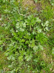 Ranunculus repens