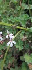 Pelargonium fragrans