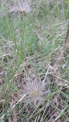 Pulsatilla grandis