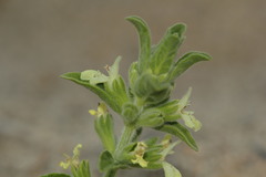Stachys maritima