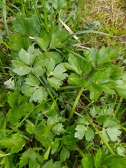 Ranunculus repens