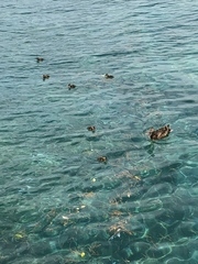 Anas platyrhynchos