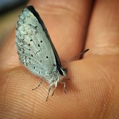 Celastrina echo echo