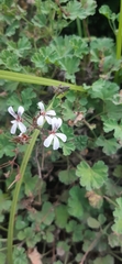 Pelargonium fragrans