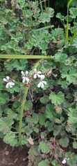 Pelargonium fragrans