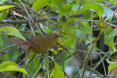 Phacellodomus erythrophthalmus