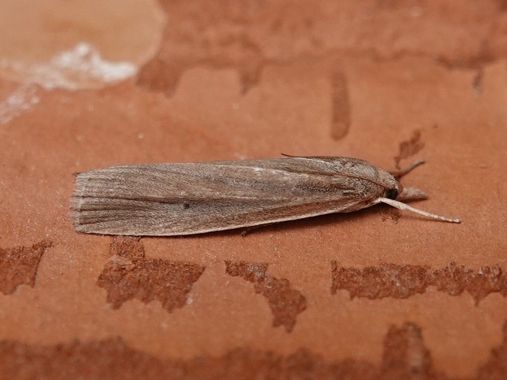 Butterflies and Moths from Rainy River, CAON, CA on July 20, 2021 at