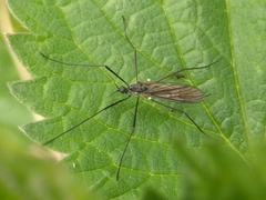 Gnophomyia