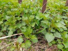 Urtica dioica
