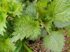Urtica dioica