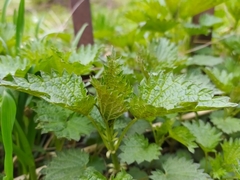 Urtica dioica