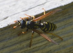 Polistes dominula
