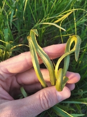 Puccinia sii-falcariae