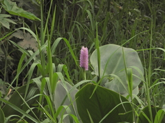 Pontederia sagittata