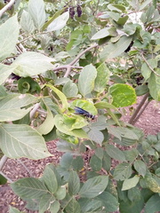 Lonchocarpus sanctuarii