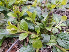 Ajuga reptans