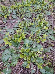 Ajuga reptans