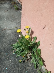 Taraxacum officinale