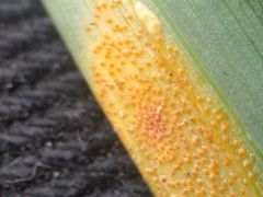 Puccinia sessilis