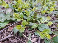 Ajuga reptans