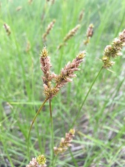 Carex sartwellii