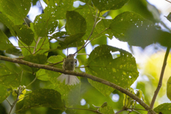 Pogonotriccus paulista