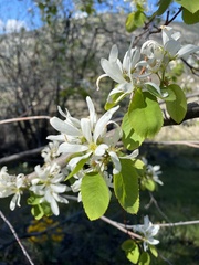 Amelanchier cusickii