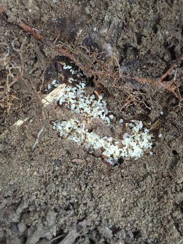 Variable Big-headed Ant photo 5