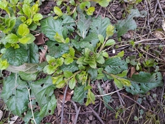 Ajuga reptans