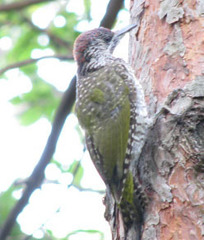 Picus viridis