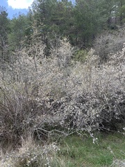 Prunus × fruticans