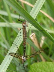 Tipula varipennis