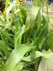 Zea mays sacharata