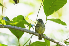 Dysithamnus stictothorax