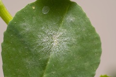 Erysiphe pisi