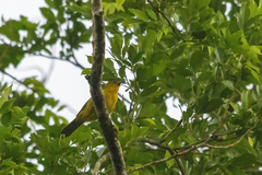 Orthogonys chloricterus