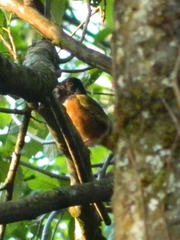 Pipilo maculatus macronyx