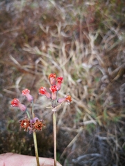 Tulbaghia alliacea