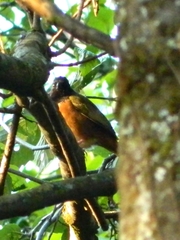 Pipilo maculatus macronyx