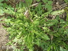 Taraxacum officinale