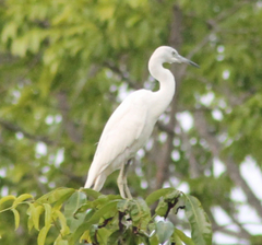 Egretta caerulea