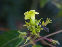 Apocynoideae
