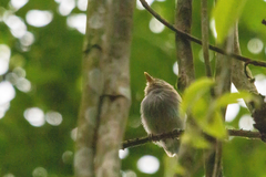 Hemitriccus furcatus