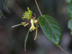 Apocynoideae
